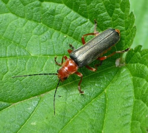 Réf. 319 719 : Ancistronycha violacea